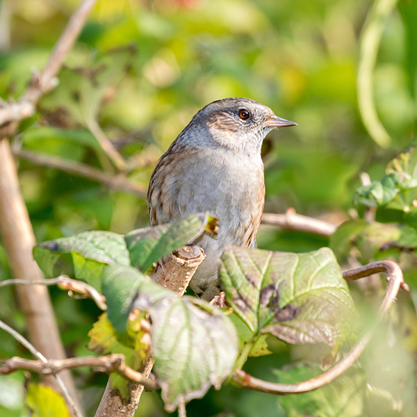 vogel spotten
